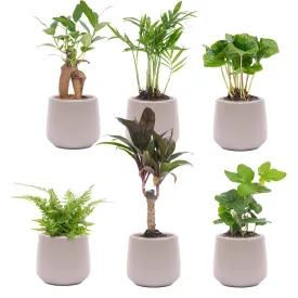 Mini plant set 6 - Includes 6x pot Joey gray matte